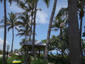 Jupiter Beach Parking and Coconut Palm Trees