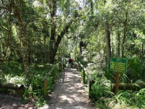 Rock Springs Kelly Park Boardwalk to Spring Head