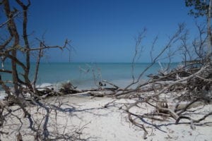 Beer Can Island Beach View Longboat Key