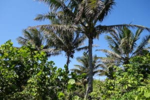 Peck Lake Coconut Palm Tree