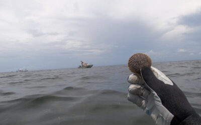 Why Scalloping in Crystal River is the Perfect Family Getaway